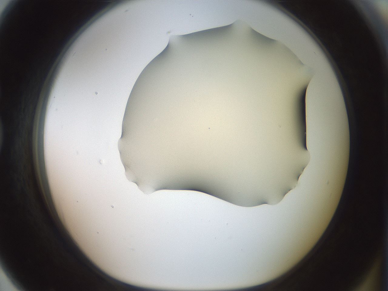 folderID15_plateID2015_batchID8963_wellNum79_profileID1_d1_r135622_ef.jpg