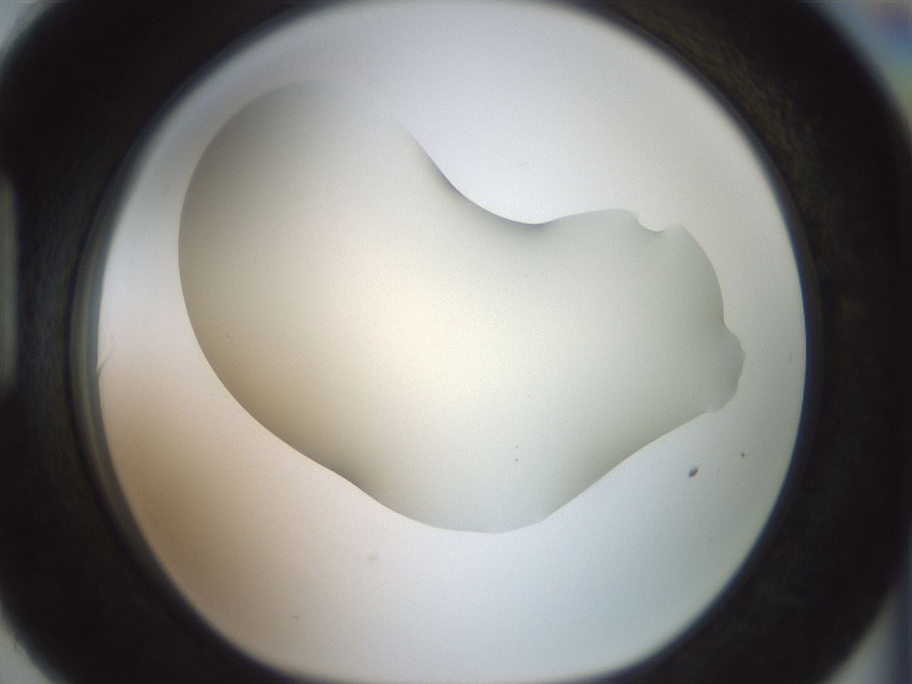 folderID15_plateID2015_batchID8963_wellNum90_profileID1_d1_r135644_ef.jpg