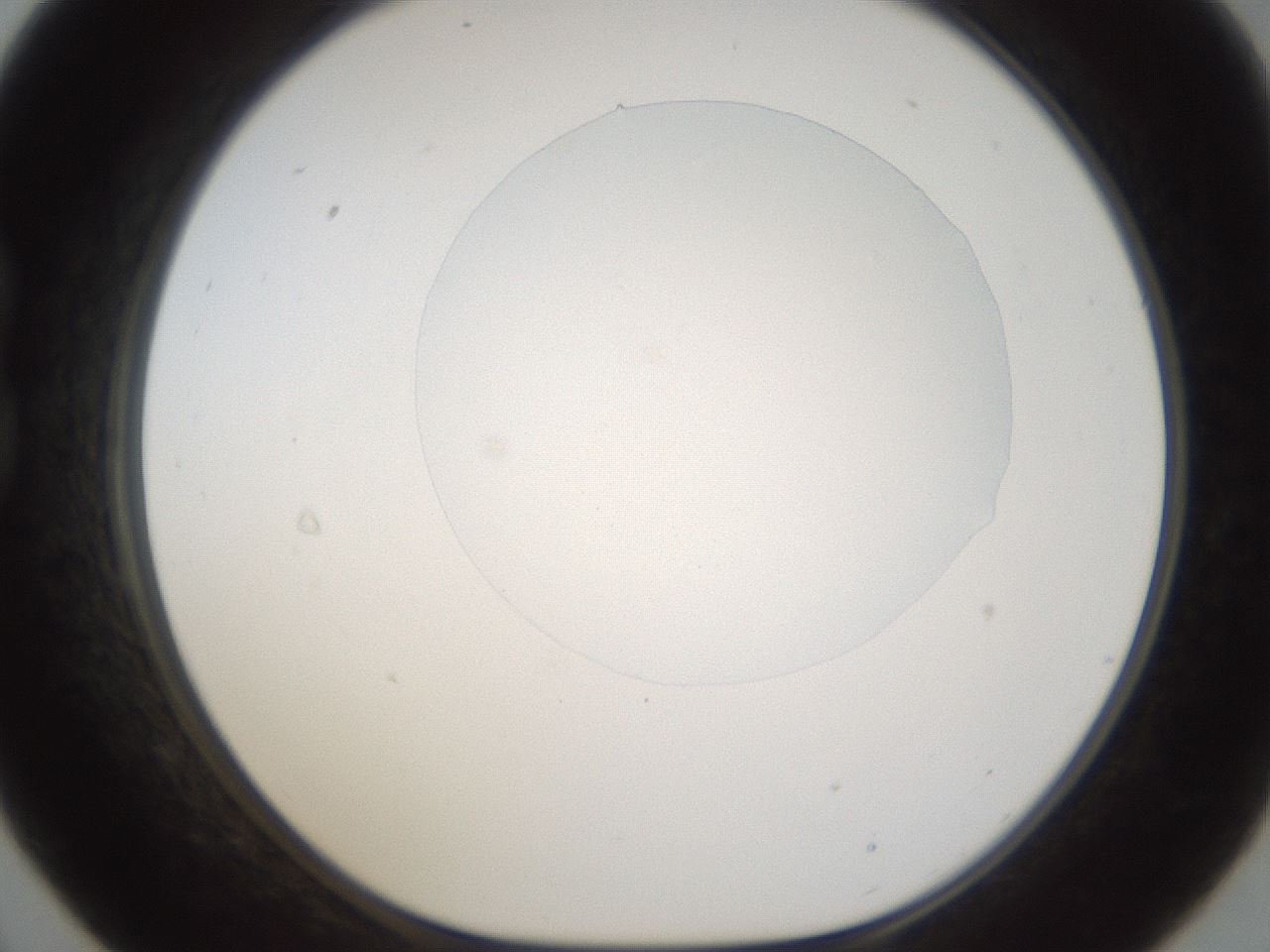 folderID160_plateID1160_batchID3204_wellNum21_profileID1_d1_r62279_ef.jpg