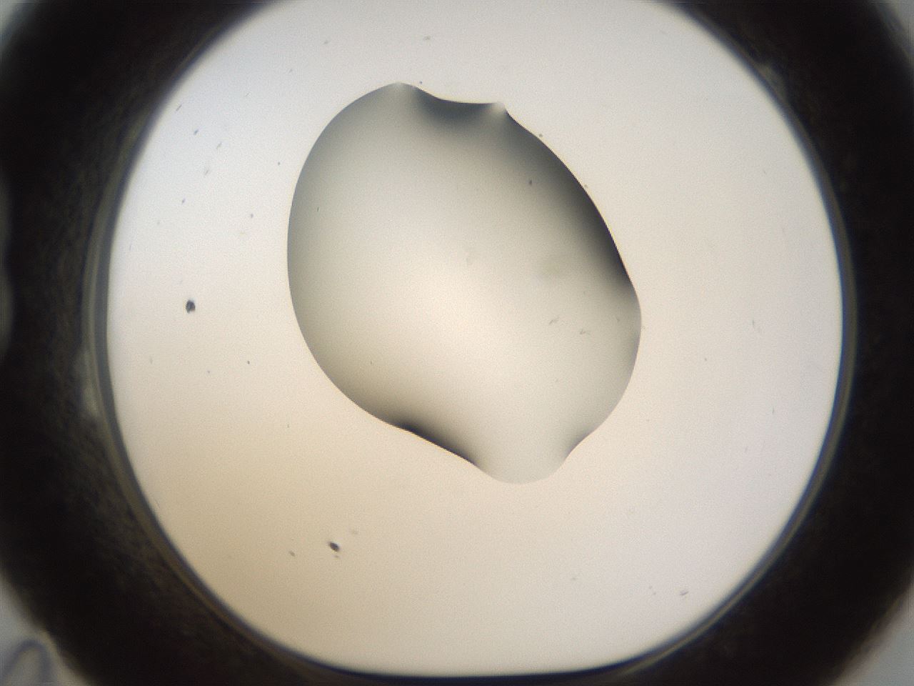 folderID160_plateID1160_batchID3204_wellNum23_profileID1_d1_r62283_ef.jpg