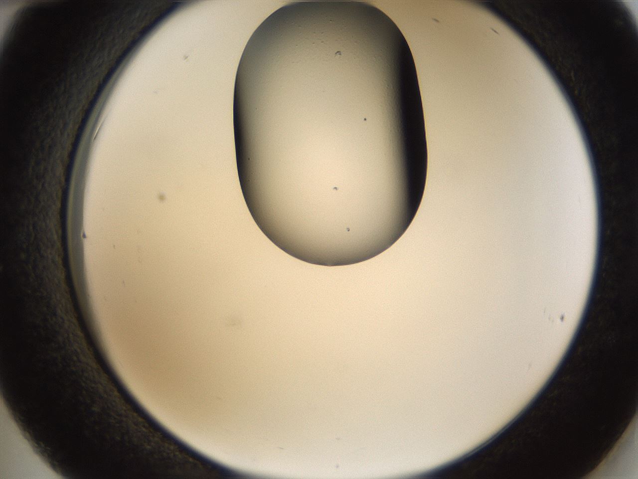 folderID160_plateID1160_batchID3204_wellNum36_profileID1_d2_r62310_ef.jpg