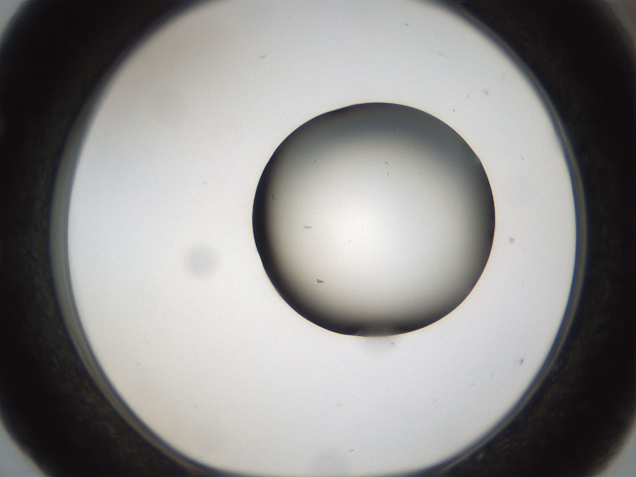 folderID160_plateID1160_batchID3204_wellNum52_profileID1_d1_r62341_ef.jpg