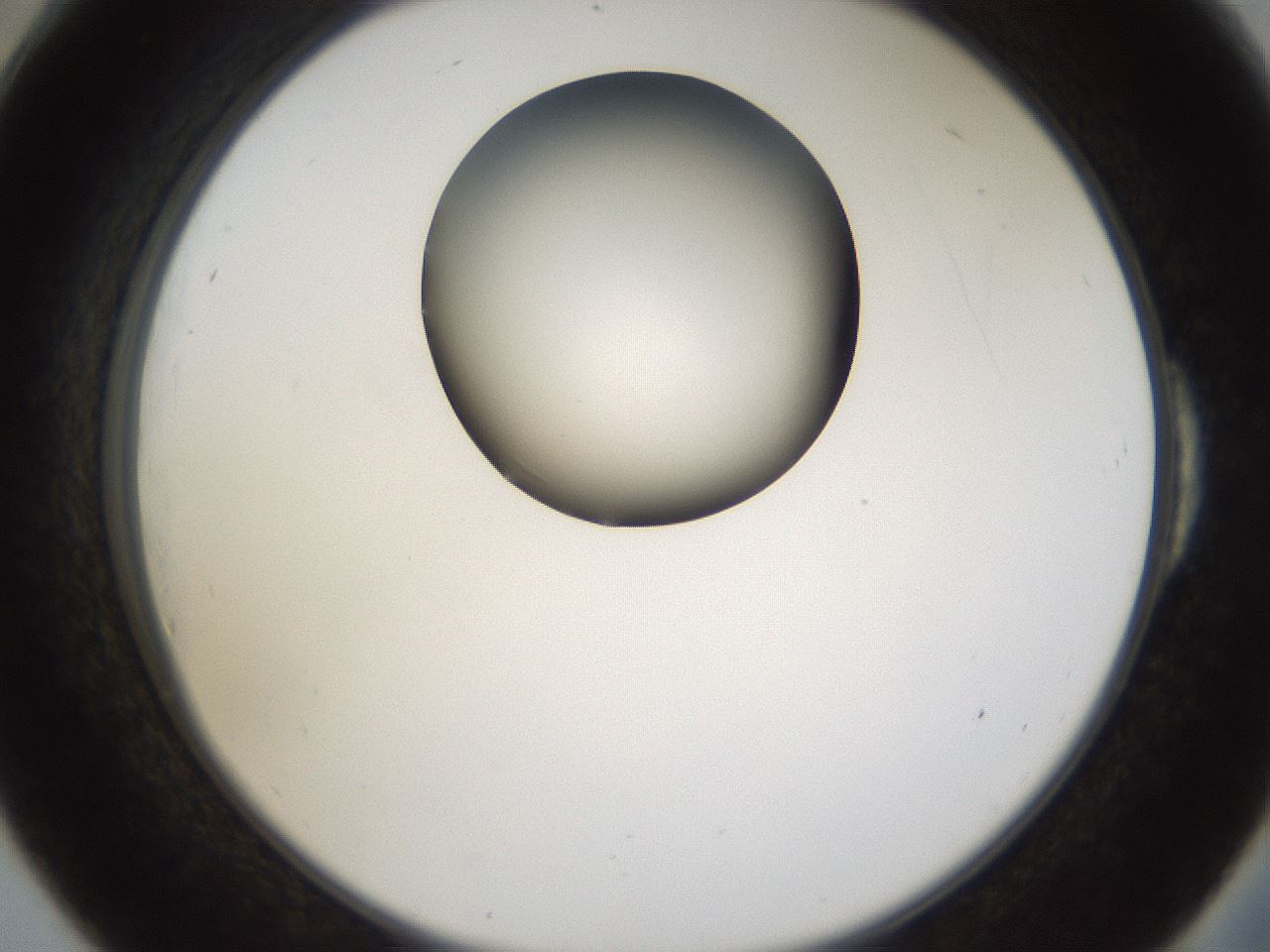 folderID160_plateID1160_batchID3204_wellNum54_profileID1_d2_r62346_ef.jpg
