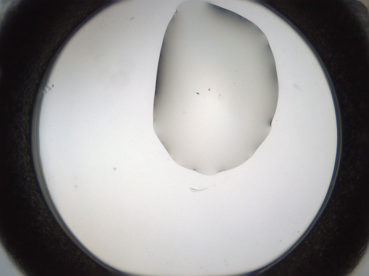 folderID160_plateID1160_batchID3204_wellNum61_profileID1_d1_r62359_ef.jpg