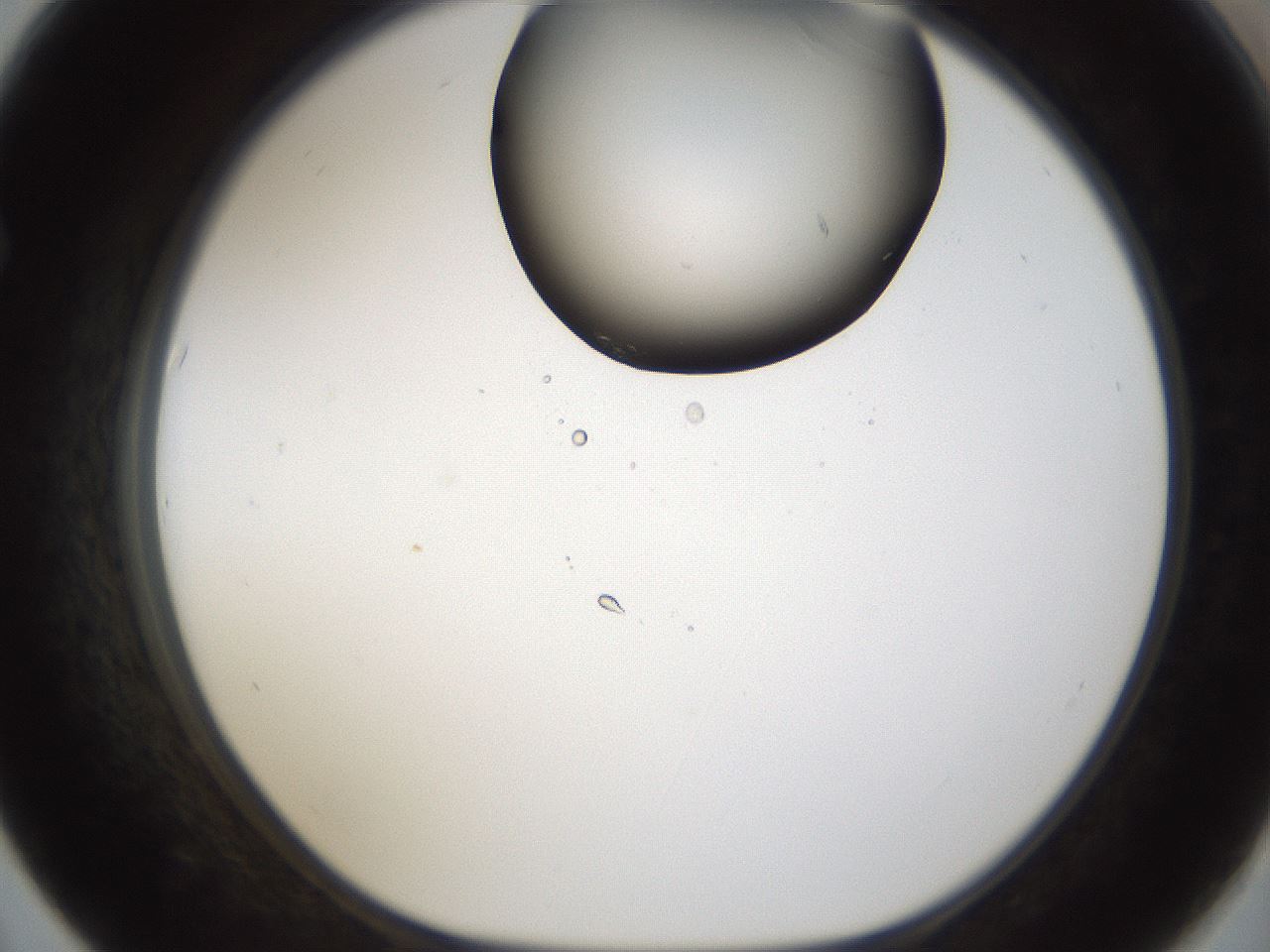 folderID160_plateID1160_batchID3204_wellNum67_profileID1_d1_r62371_ef.jpg