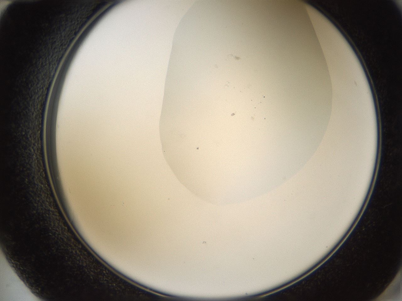 folderID160_plateID1160_batchID3204_wellNum72_profileID1_d2_r62382_ef.jpg
