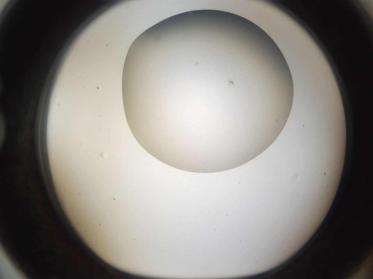 folderID160_plateID1160_batchID3204_wellNum79_profileID1_d1_r62395_ef.jpg