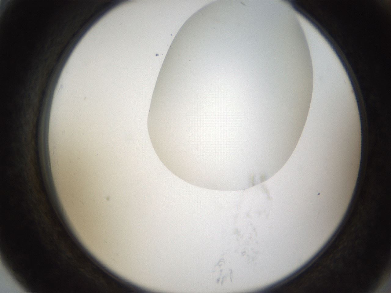 folderID160_plateID1160_batchID3204_wellNum79_profileID1_d2_r62396_ef.jpg
