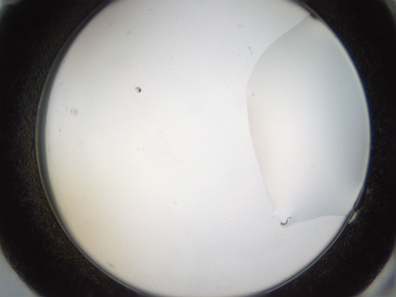 folderID160_plateID1160_batchID3204_wellNum83_profileID1_d2_r62404_ef.jpg