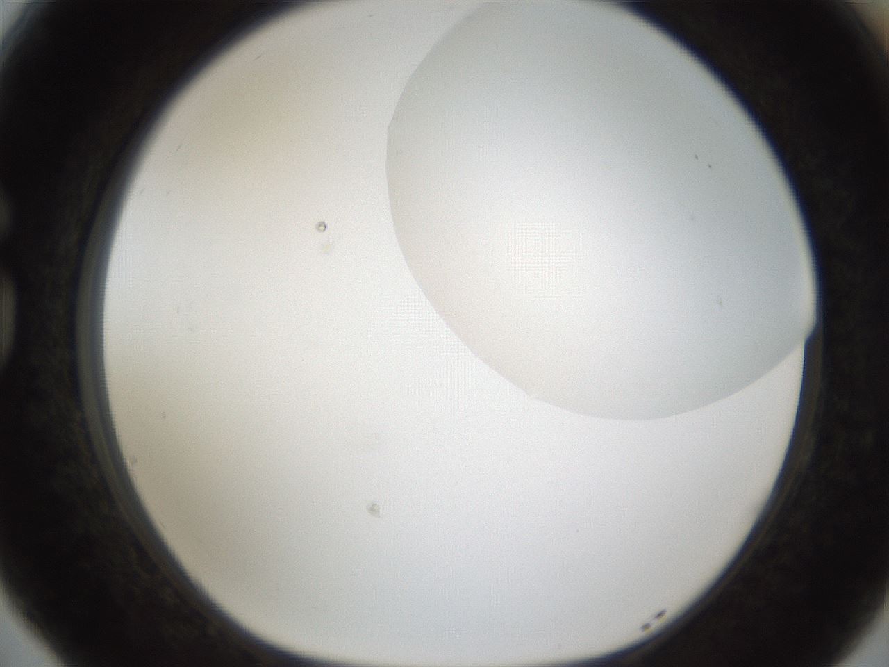 folderID160_plateID1160_batchID3204_wellNum77_profileID1_d1_r62391_ef.jpg