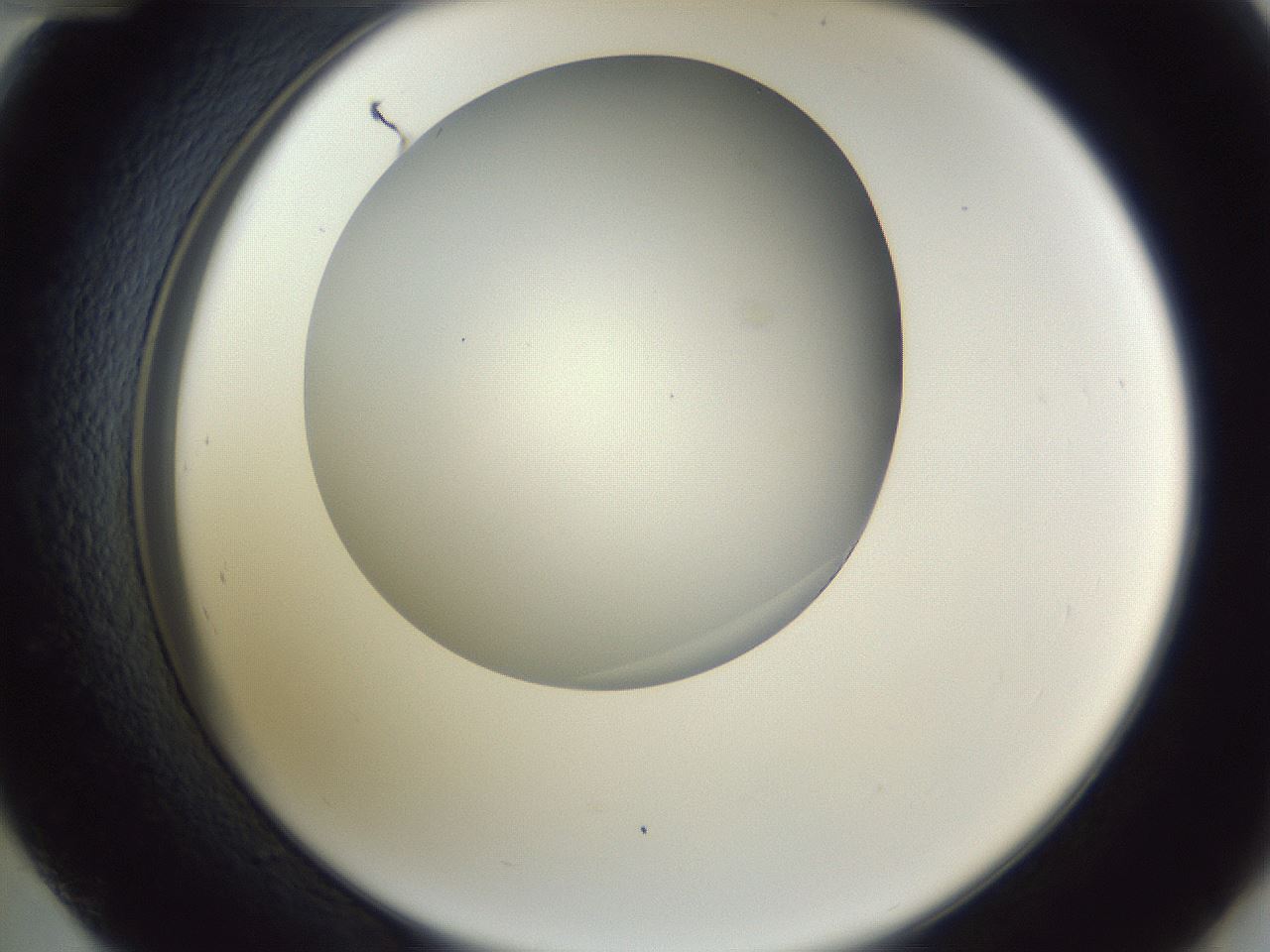 folderID161_plateID1161_batchID3209_wellNum48_profileID1_d2_r63294_ef.jpg