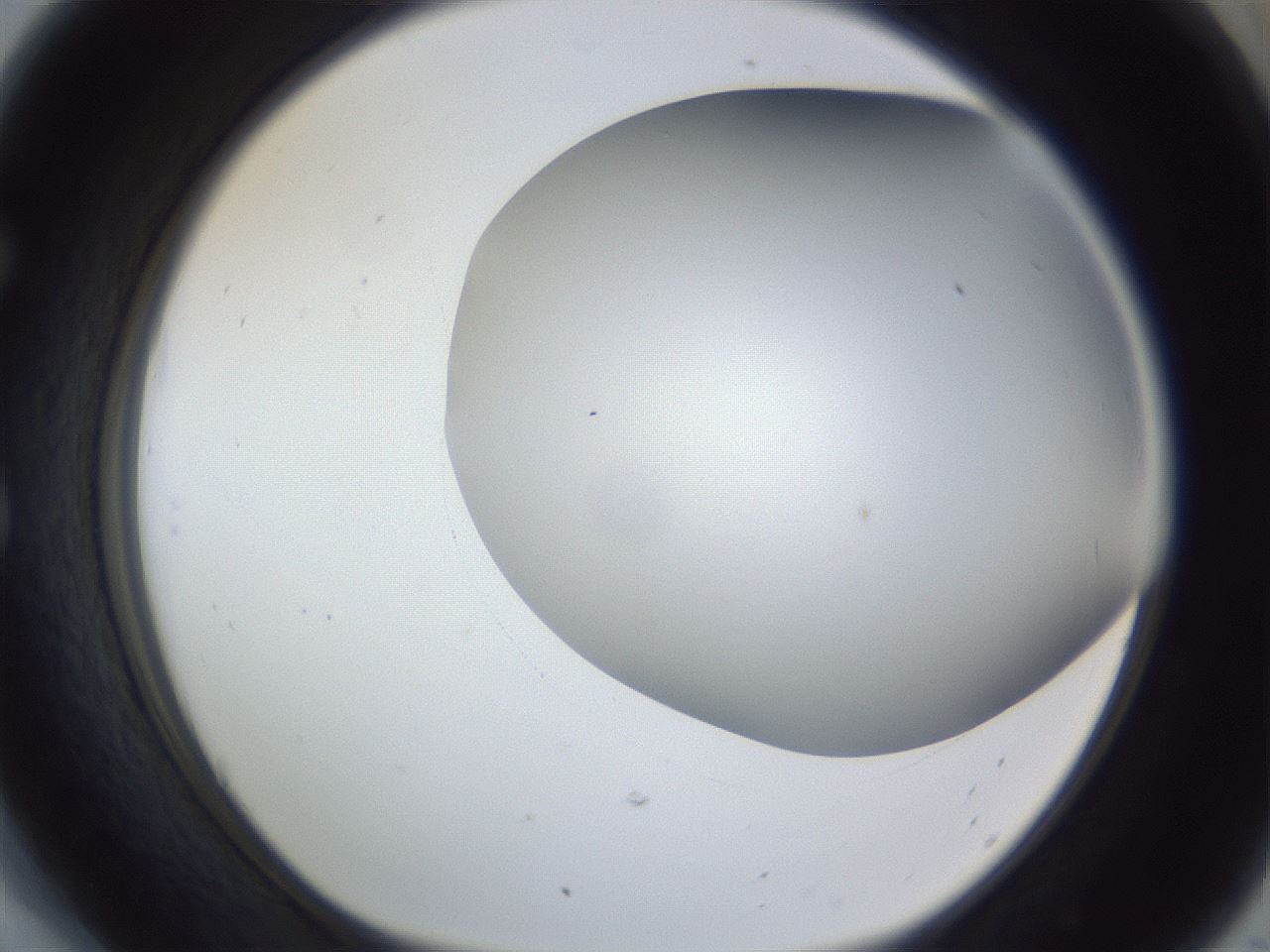 folderID161_plateID1161_batchID3209_wellNum54_profileID1_d1_r63305_ef.jpg