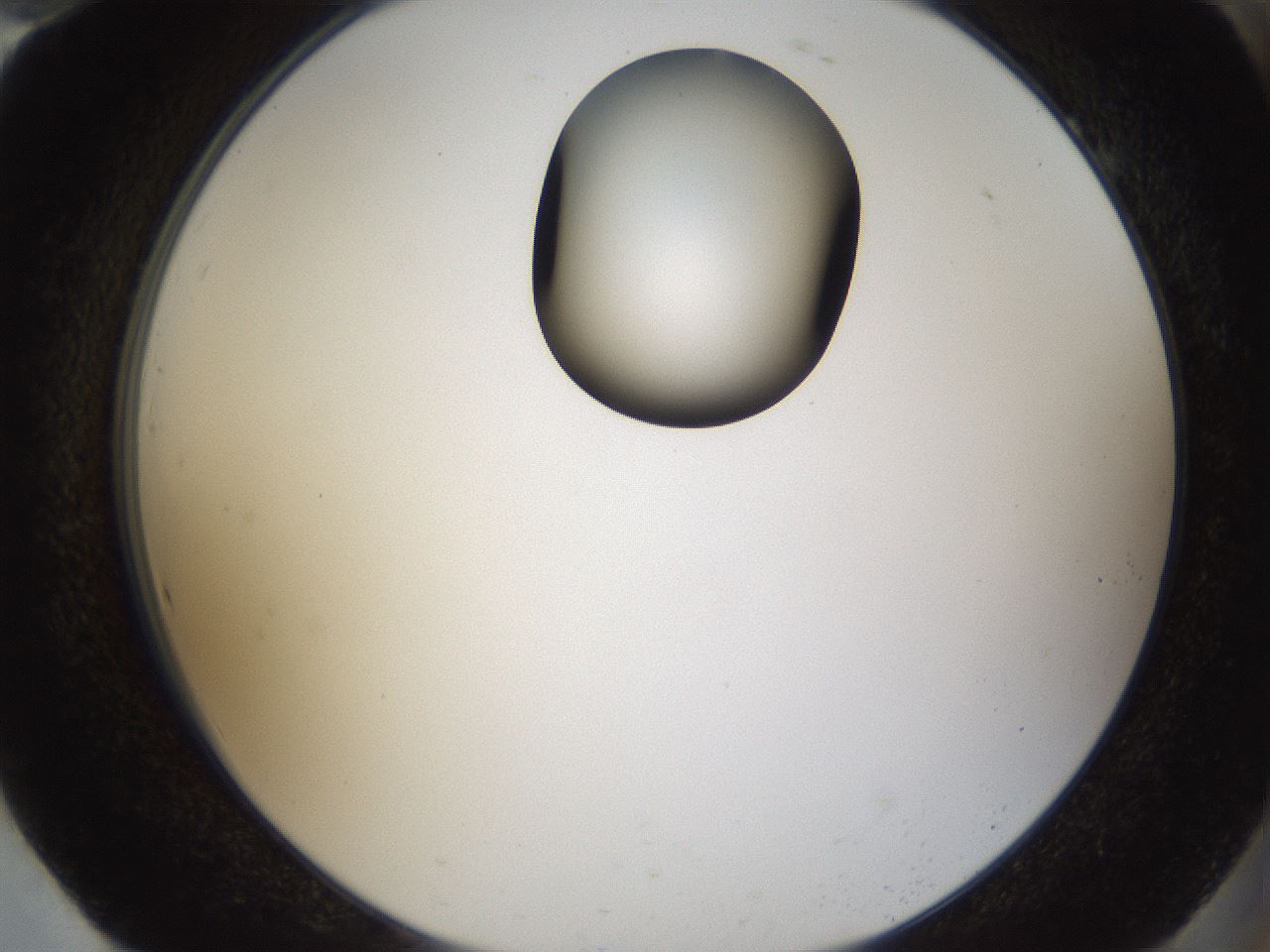 folderID160_plateID1160_batchID3204_wellNum94_profileID1_d2_r62426_ef.jpg