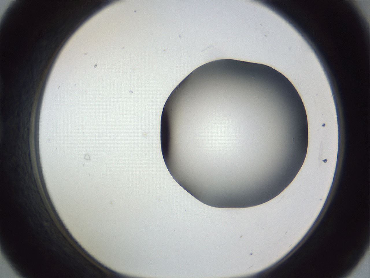 folderID161_plateID1161_batchID3209_wellNum21_profileID1_d1_r63239_ef.jpg
