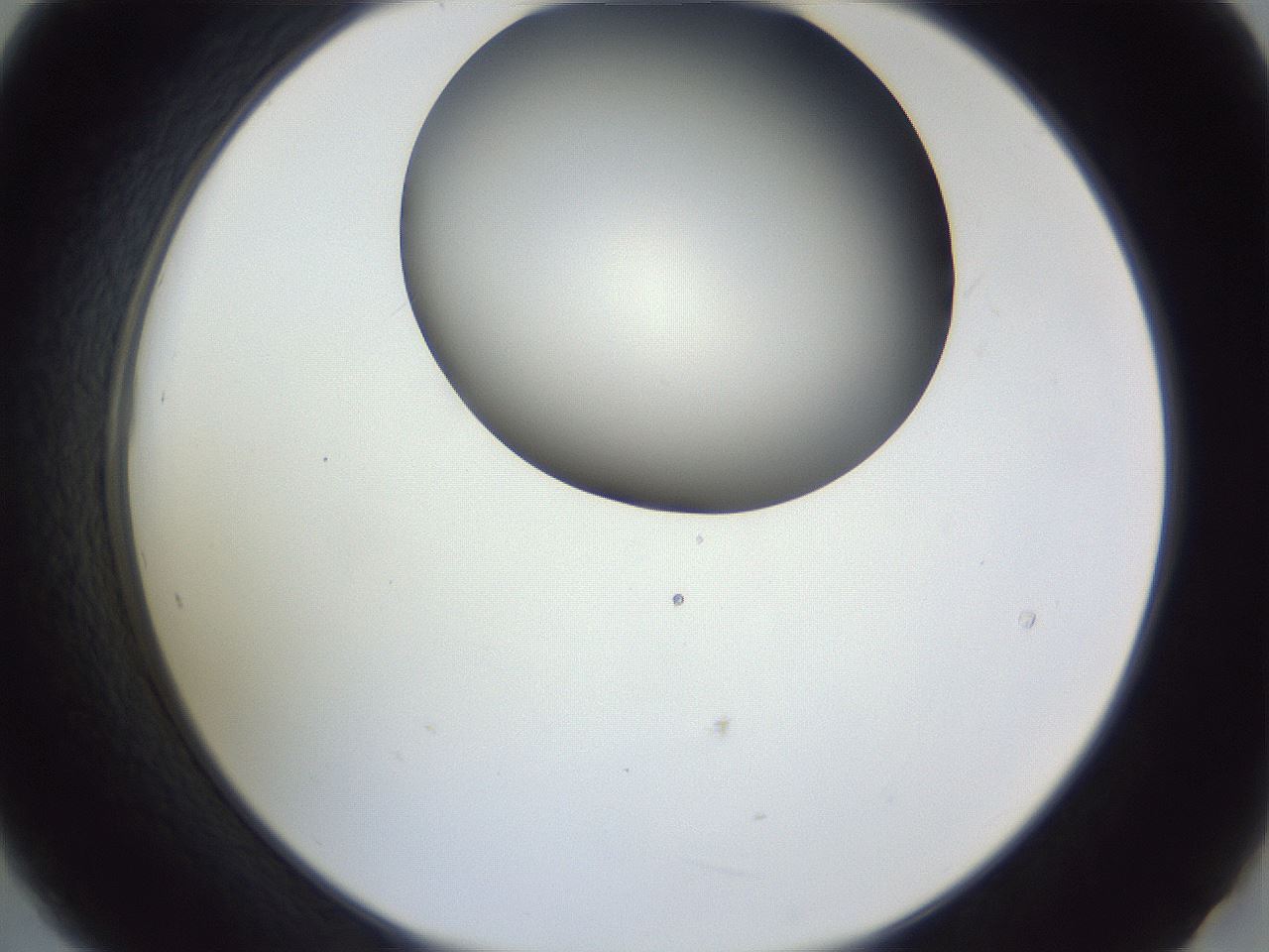folderID161_plateID1161_batchID3209_wellNum21_profileID1_d2_r63240_ef.jpg