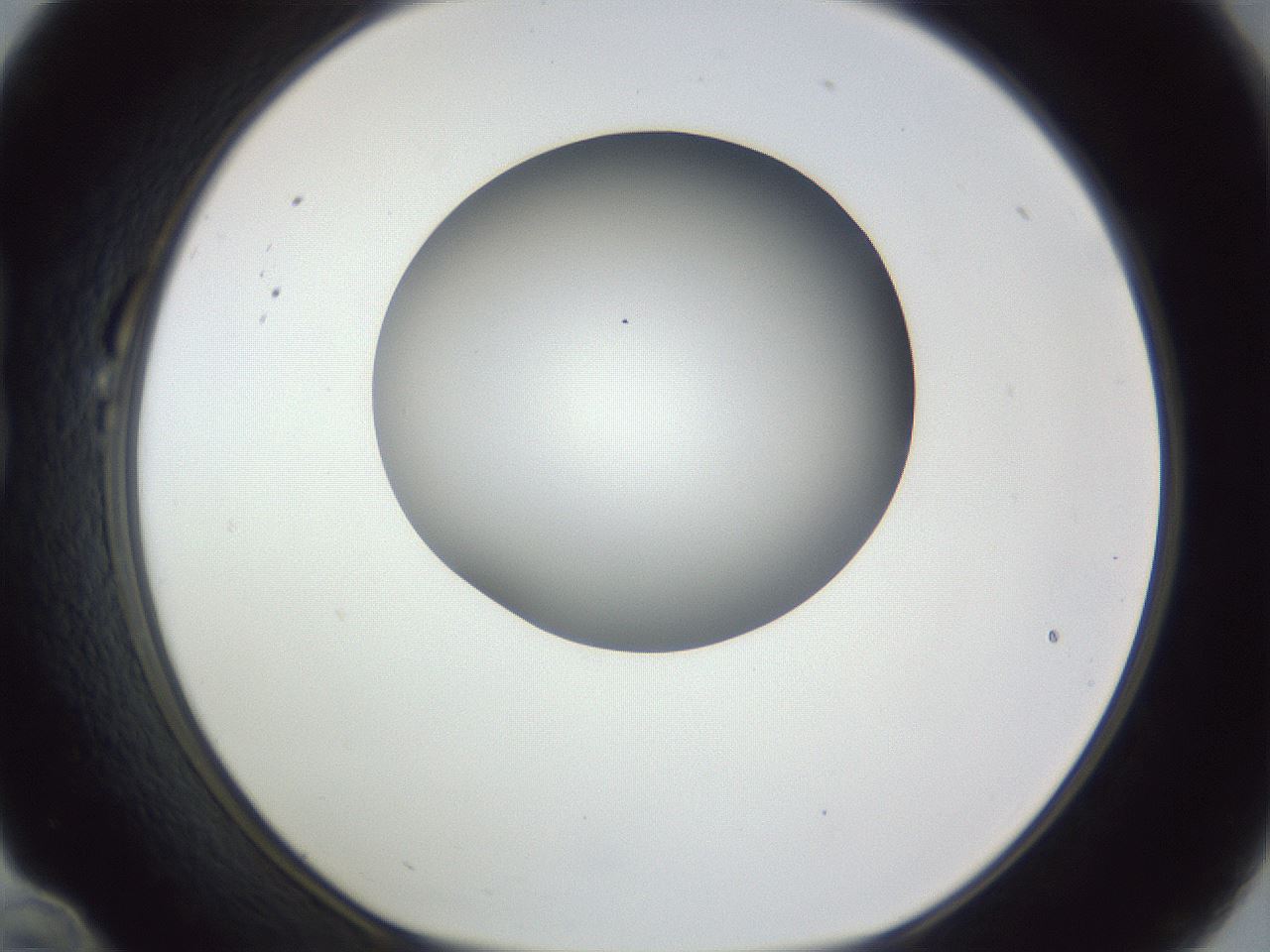 folderID161_plateID1161_batchID3209_wellNum22_profileID1_d1_r63241_ef.jpg