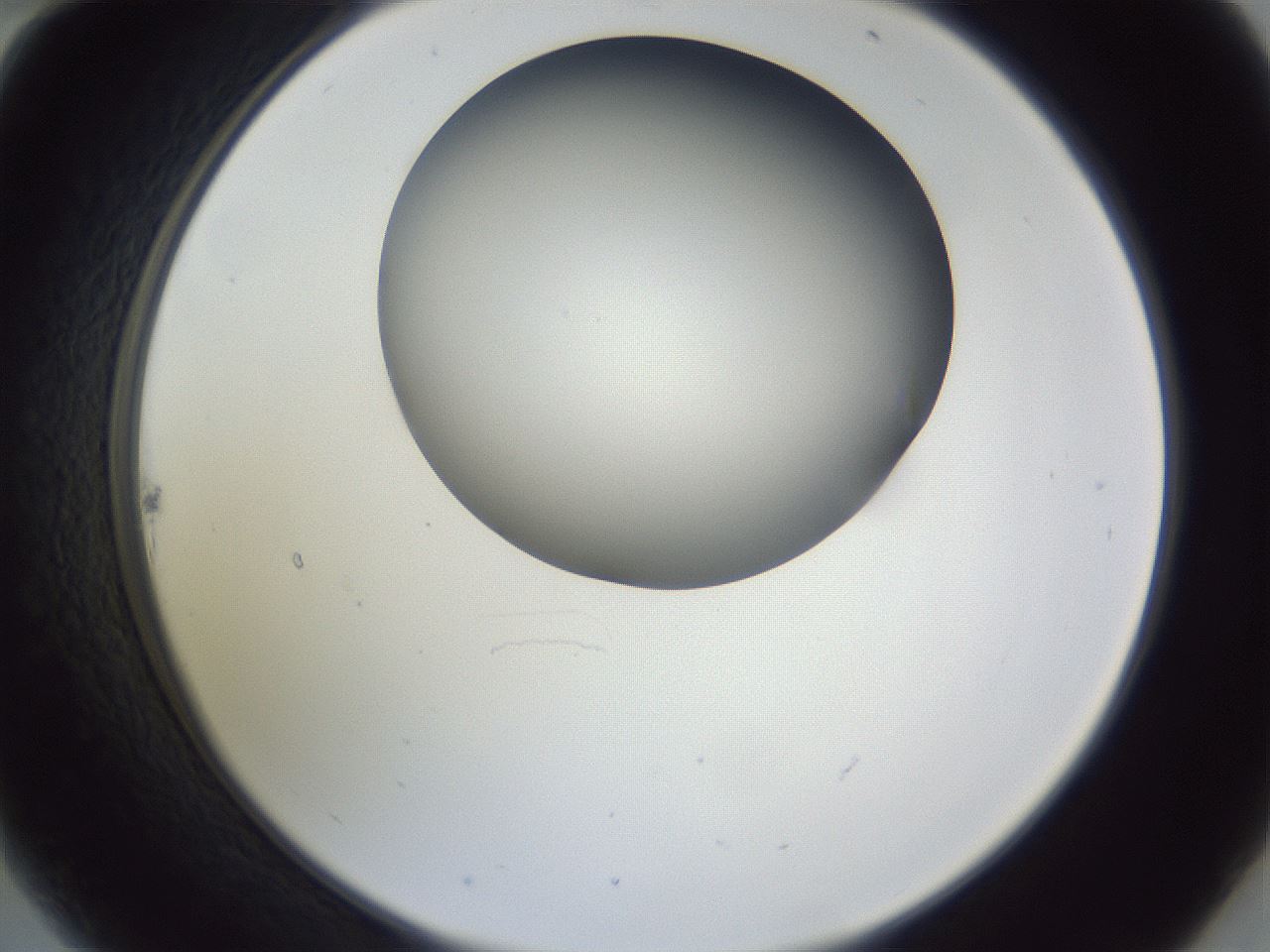folderID161_plateID1161_batchID3209_wellNum22_profileID1_d2_r63242_ef.jpg