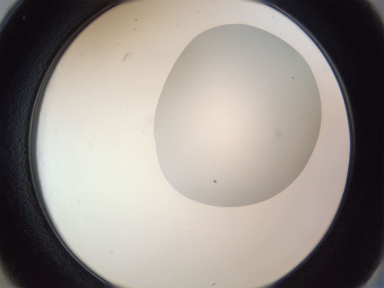 folderID161_plateID1161_batchID3209_wellNum25_profileID1_d2_r63248_ef.jpg