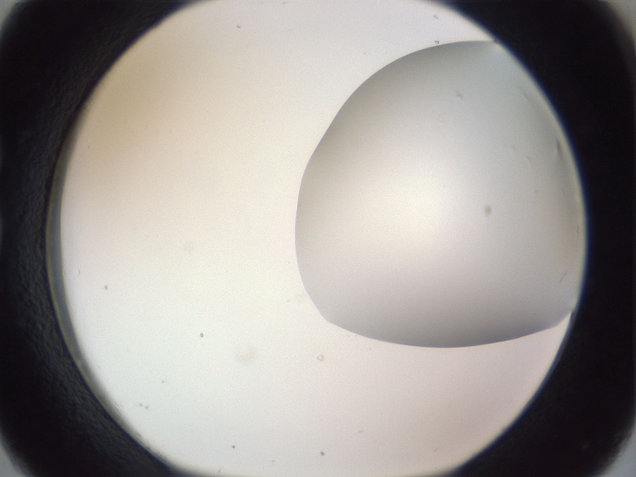 folderID161_plateID1161_batchID3209_wellNum26_profileID1_d1_r63249_ef.jpg