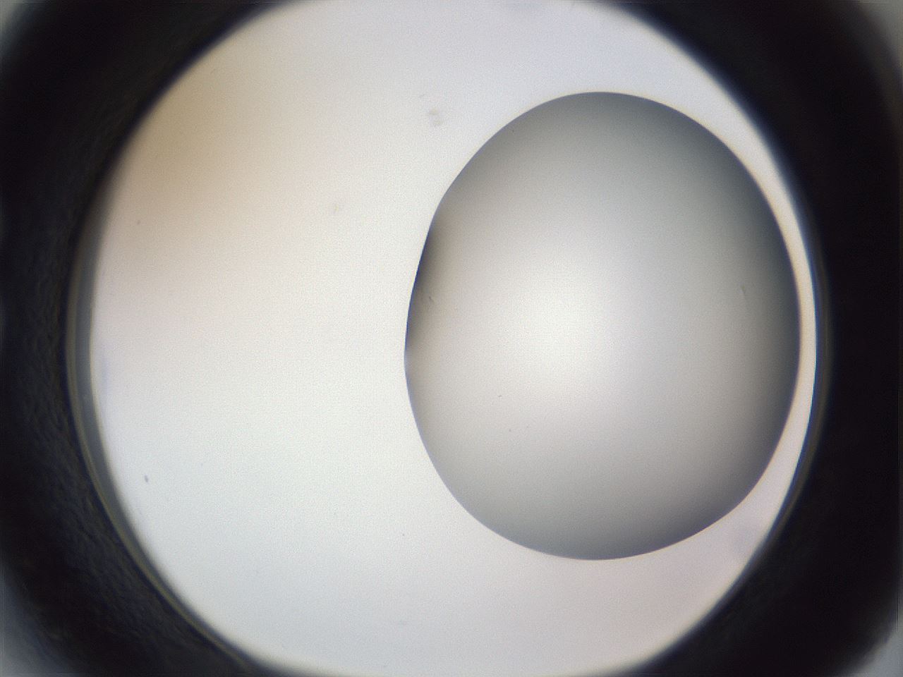 folderID161_plateID1161_batchID3209_wellNum27_profileID1_d1_r63251_ef.jpg