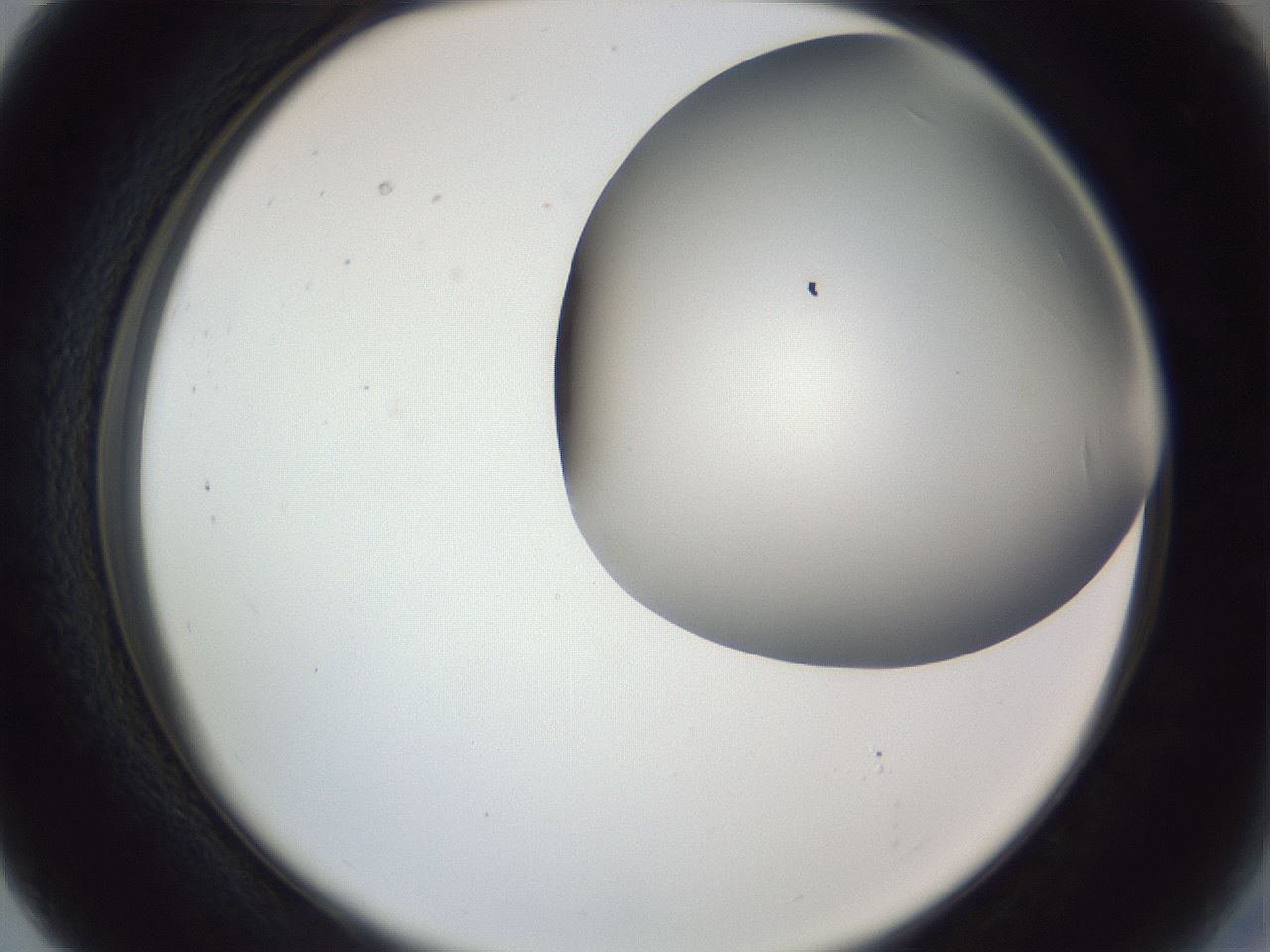 folderID161_plateID1161_batchID3209_wellNum27_profileID1_d2_r63252_ef.jpg