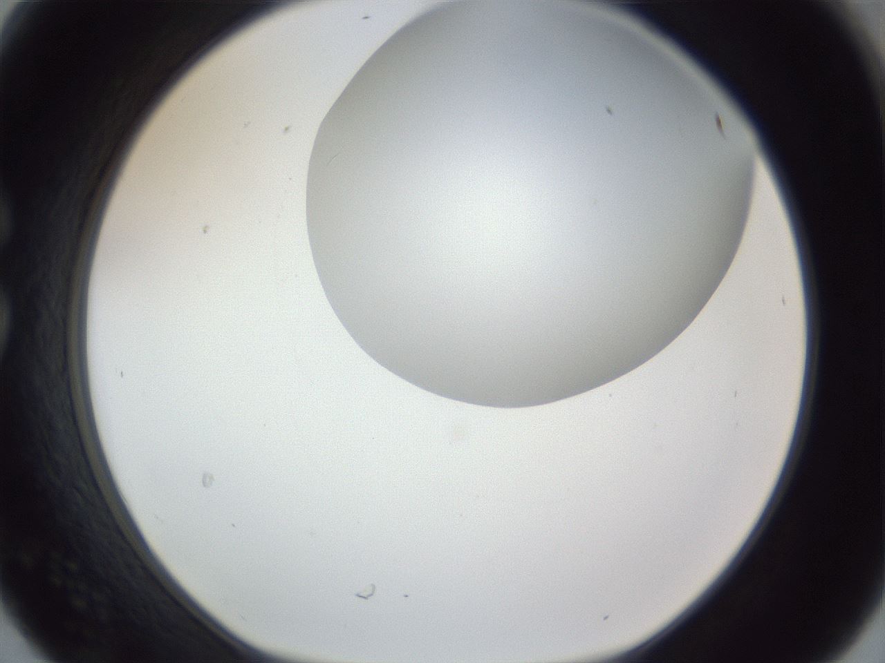 folderID161_plateID1161_batchID3209_wellNum30_profileID1_d1_r63257_ef.jpg
