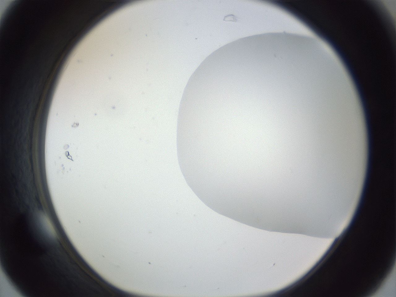 folderID161_plateID1161_batchID3209_wellNum31_profileID1_d1_r63259_ef.jpg