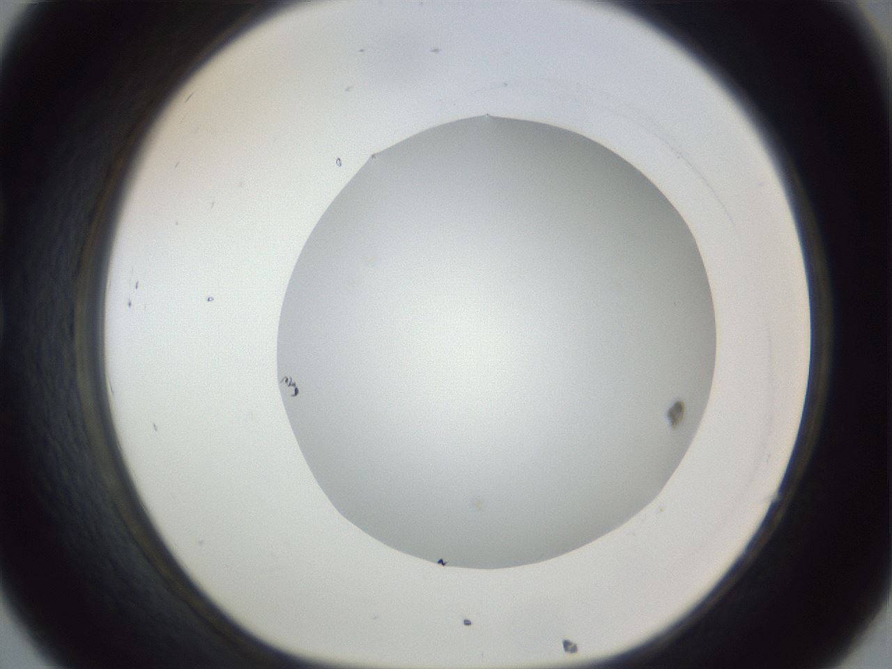 folderID161_plateID1161_batchID3209_wellNum32_profileID1_d1_r63261_ef.jpg
