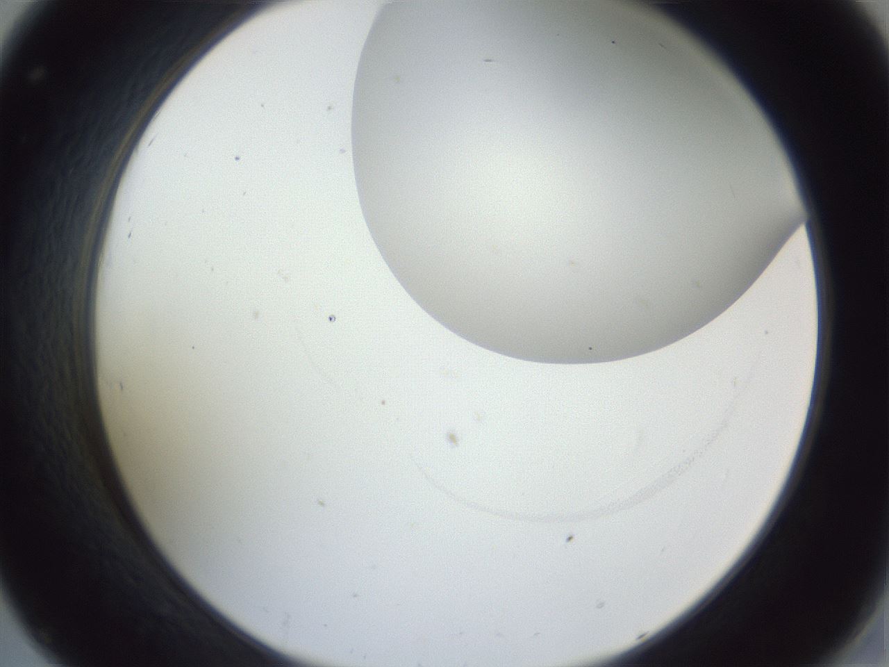 folderID161_plateID1161_batchID3209_wellNum32_profileID1_d2_r63262_ef.jpg