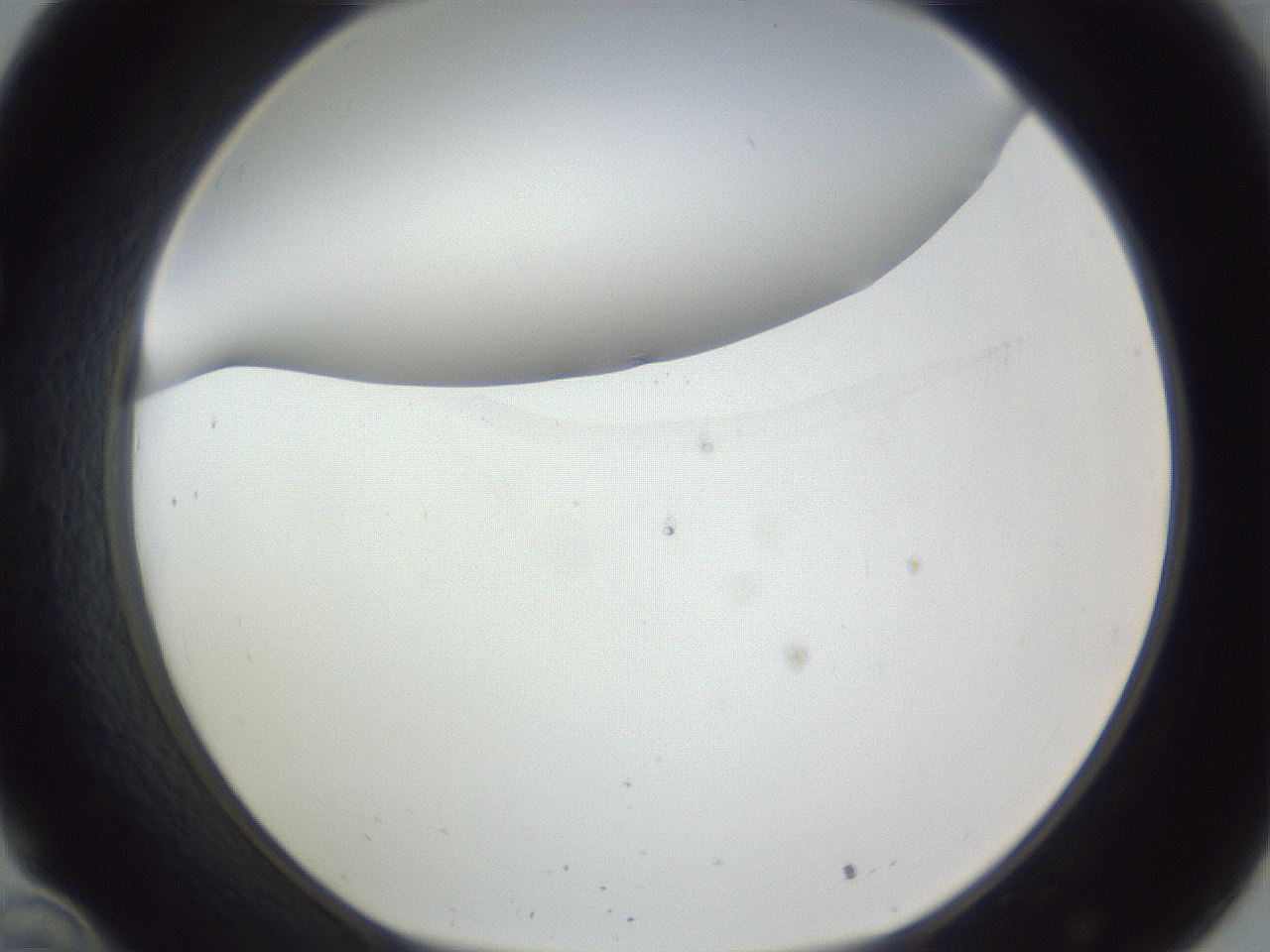 folderID161_plateID1161_batchID3209_wellNum34_profileID1_d1_r63265_ef.jpg