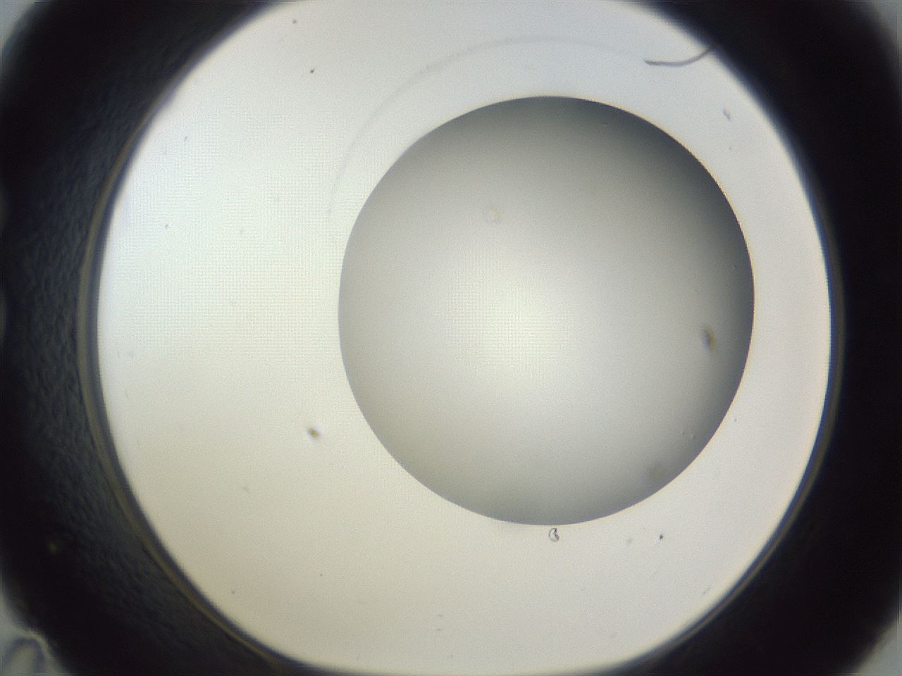 folderID161_plateID1161_batchID3209_wellNum35_profileID1_d1_r63267_ef.jpg