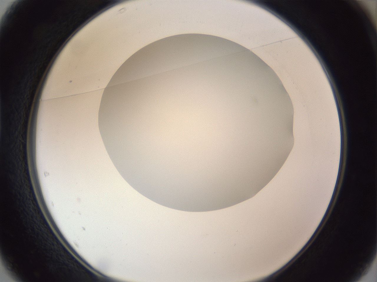 folderID161_plateID1161_batchID3209_wellNum37_profileID1_d1_r63271_ef.jpg