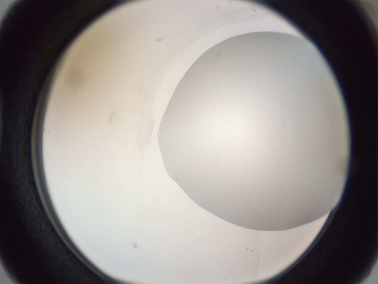 folderID161_plateID1161_batchID3209_wellNum38_profileID1_d1_r63273_ef.jpg