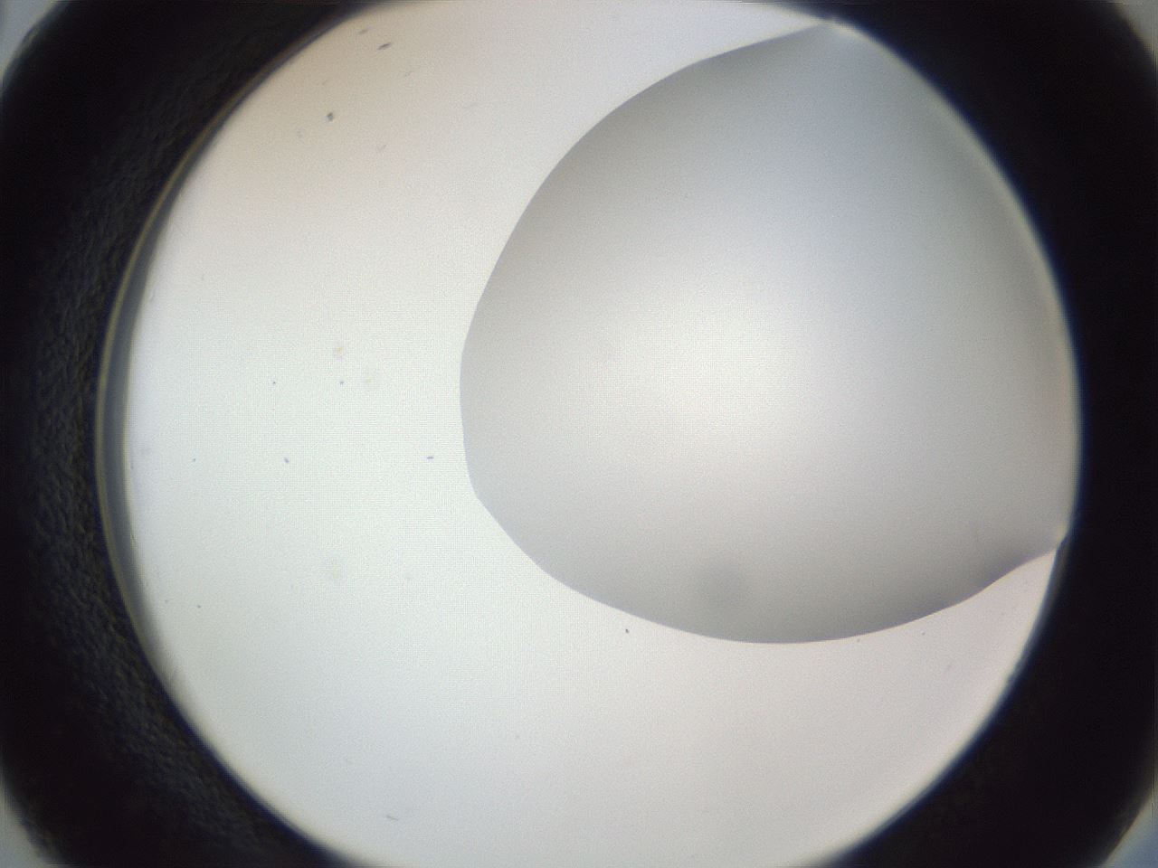 folderID161_plateID1161_batchID3209_wellNum38_profileID1_d2_r63274_ef.jpg