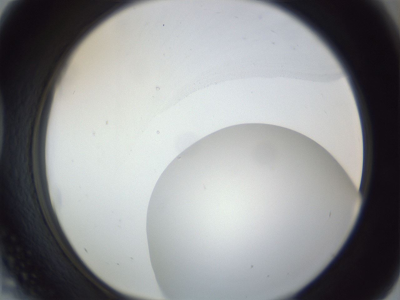 folderID161_plateID1161_batchID3209_wellNum41_profileID1_d1_r63279_ef.jpg