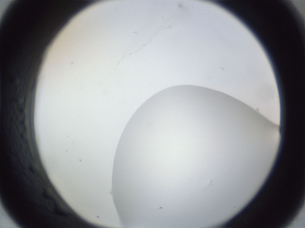 folderID161_plateID1161_batchID3209_wellNum43_profileID1_d1_r63283_ef.jpg