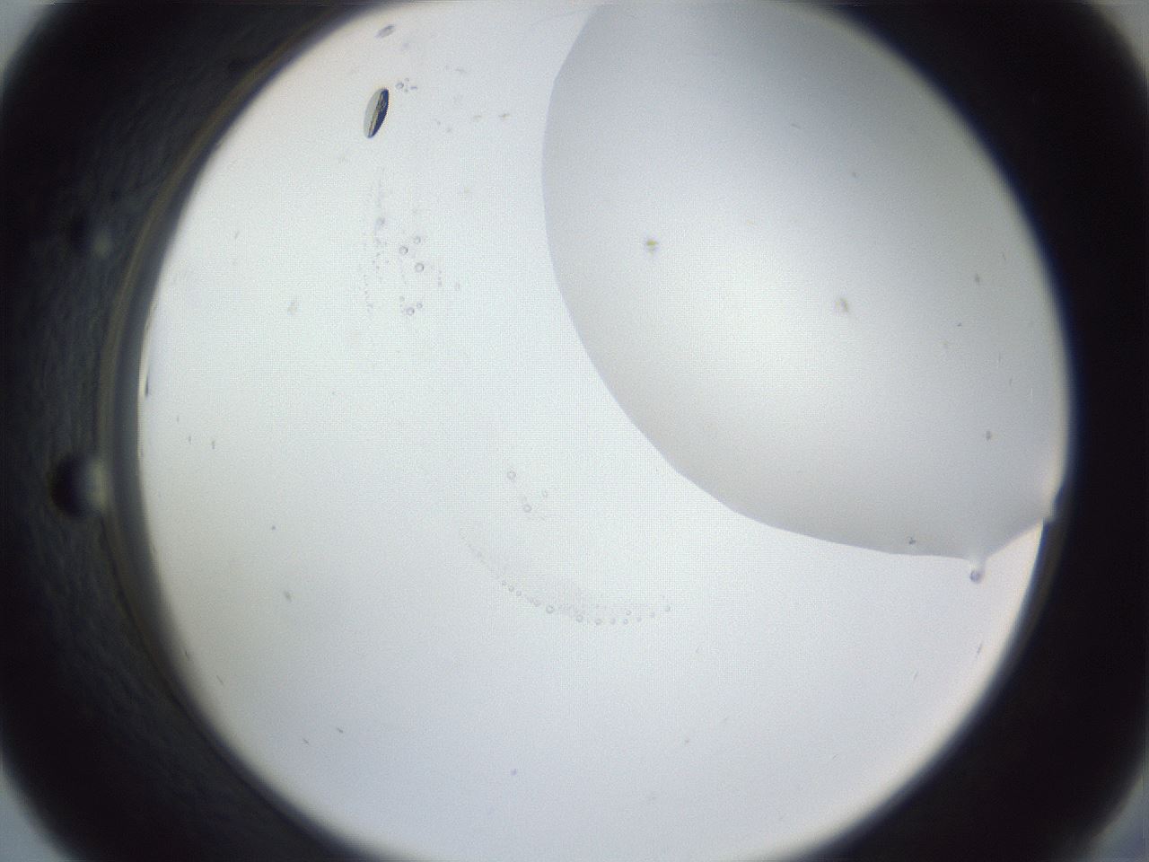 folderID161_plateID1161_batchID3209_wellNum43_profileID1_d2_r63284_ef.jpg