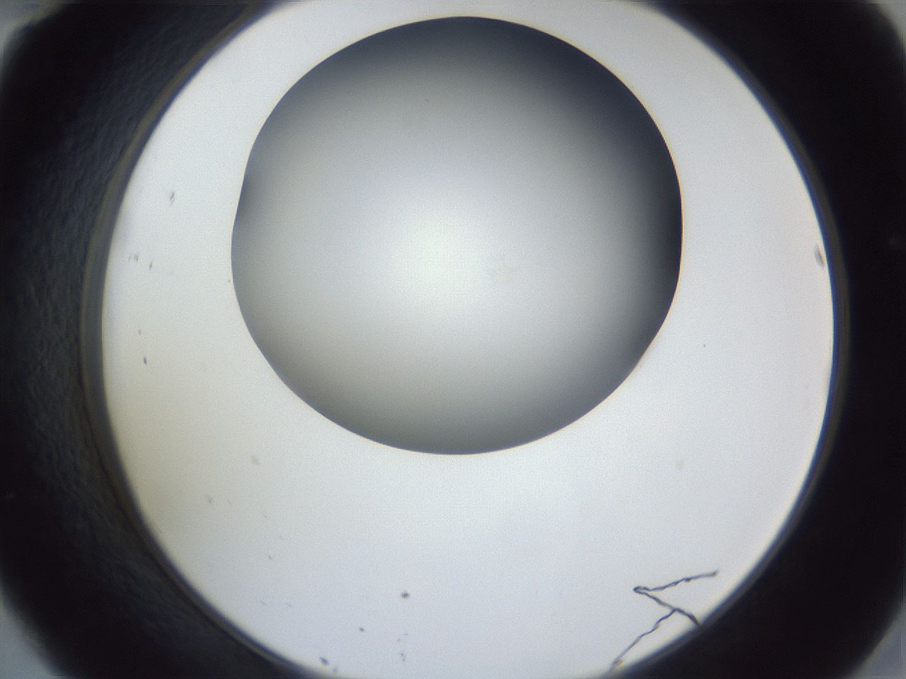 folderID161_plateID1161_batchID3209_wellNum46_profileID1_d2_r63290_ef.jpg