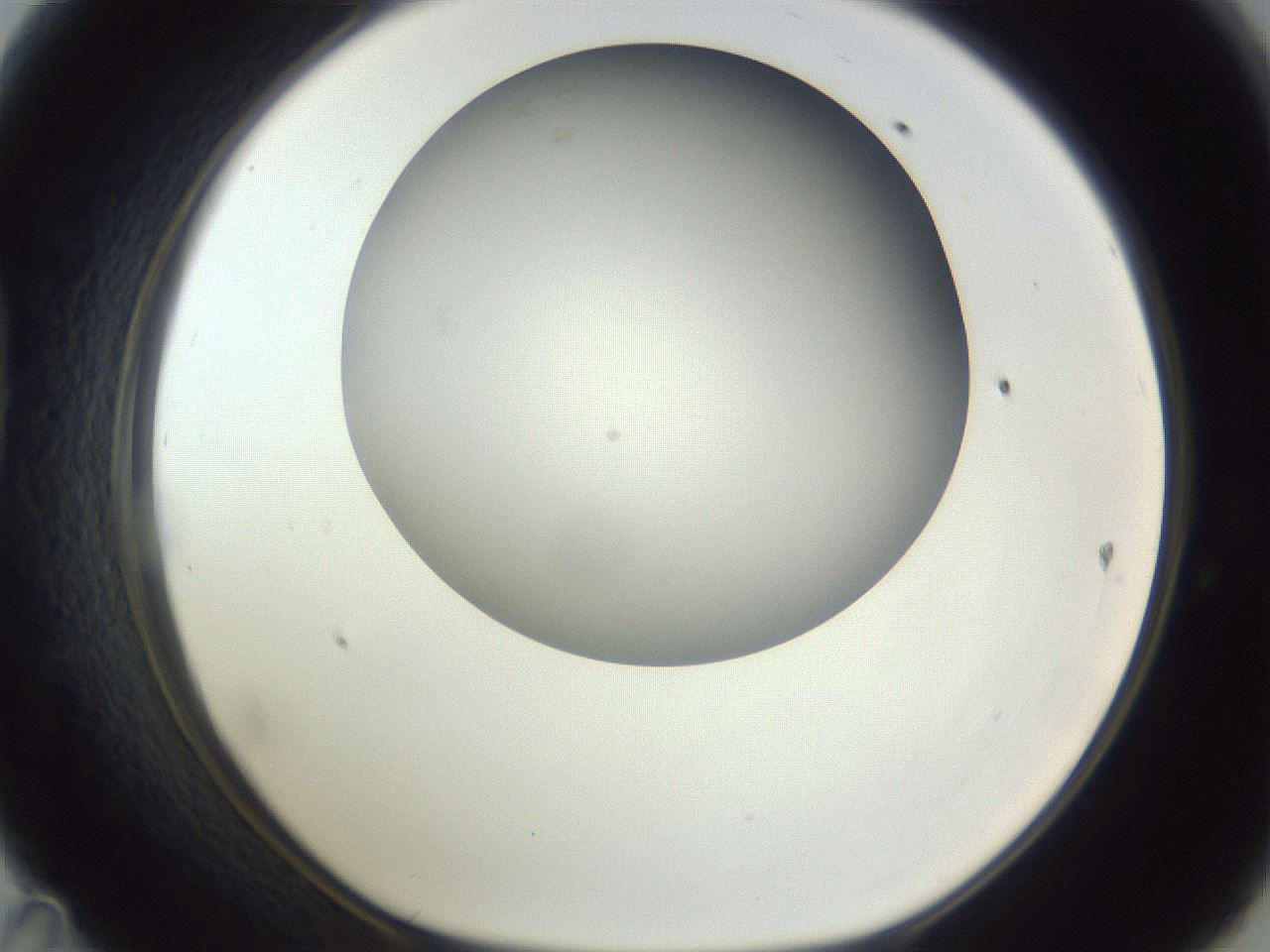 folderID161_plateID1161_batchID3209_wellNum47_profileID1_d1_r63291_ef.jpg