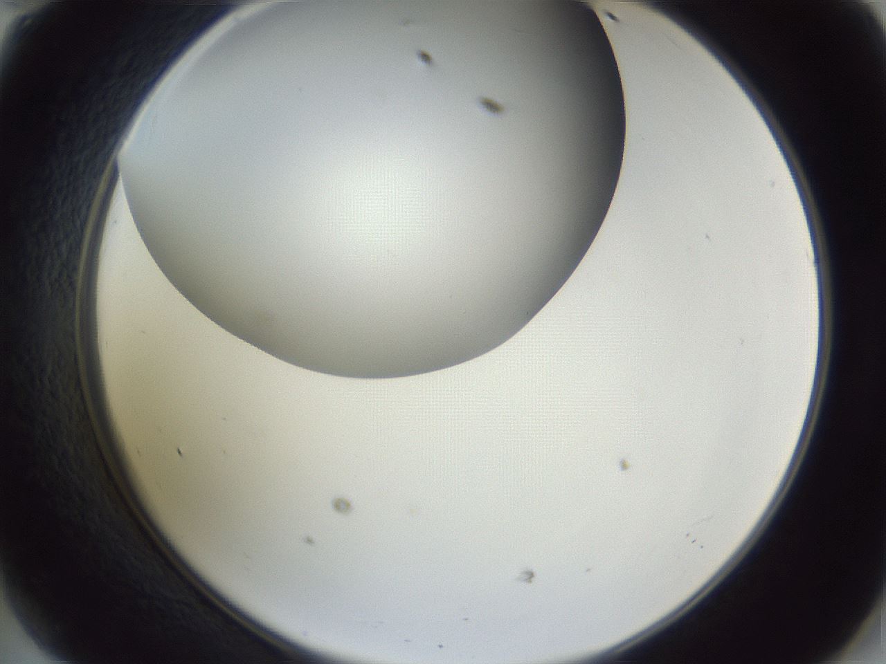 folderID161_plateID1161_batchID3209_wellNum47_profileID1_d2_r63292_ef.jpg