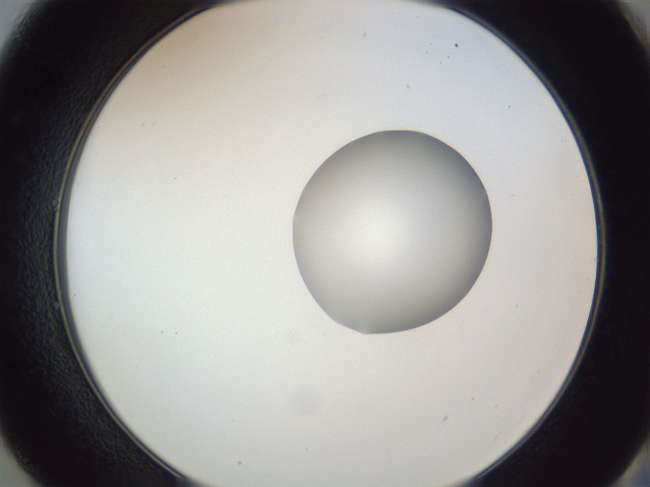 folderID161_plateID1161_batchID3209_wellNum49_profileID1_d2_r63296_ef.jpg