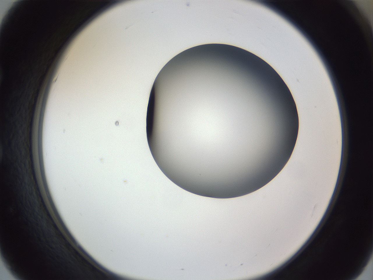 folderID161_plateID1161_batchID3209_wellNum51_profileID1_d1_r63299_ef.jpg