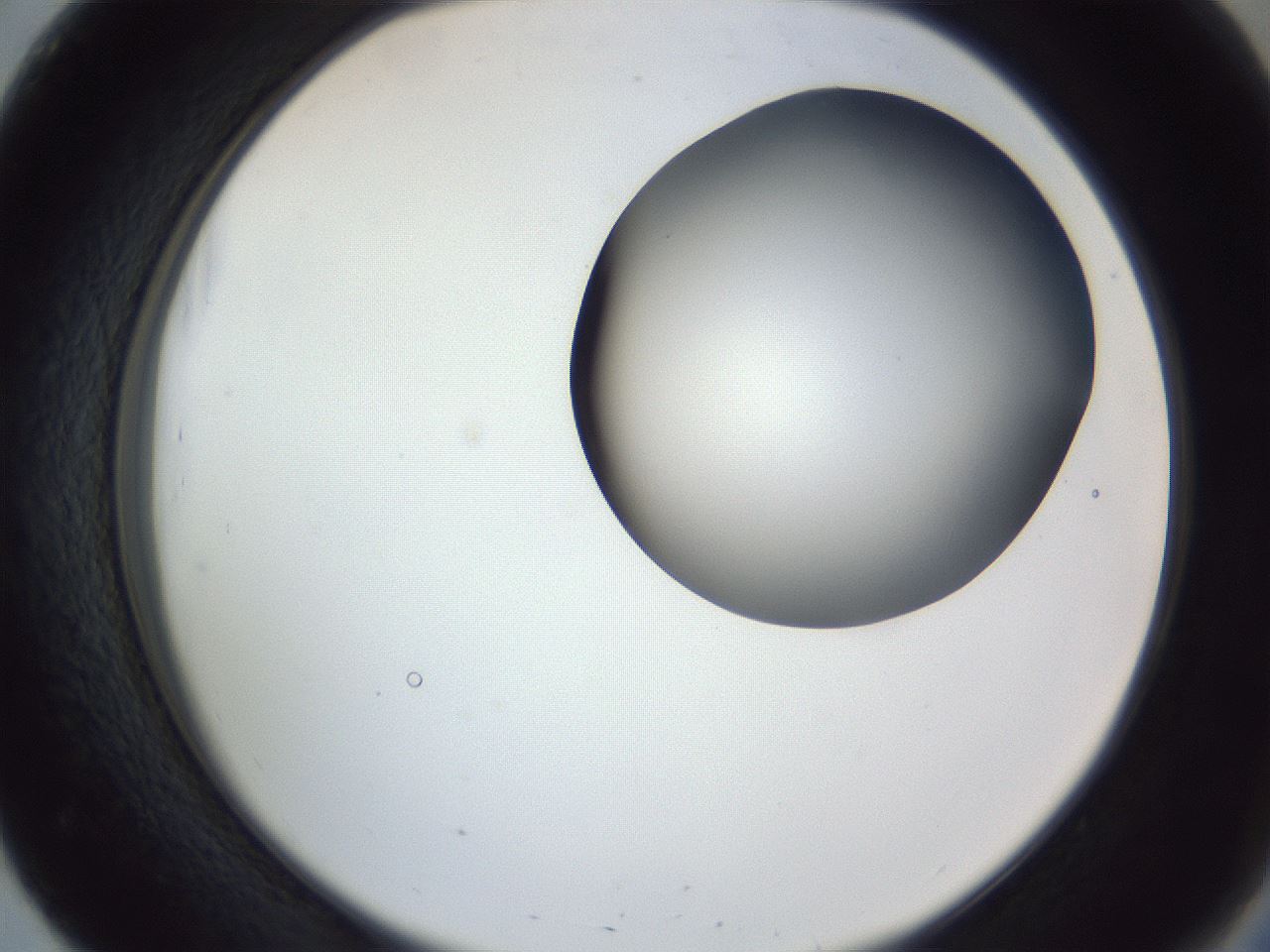folderID161_plateID1161_batchID3209_wellNum51_profileID1_d2_r63300_ef.jpg