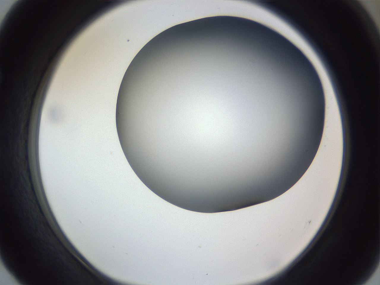 folderID161_plateID1161_batchID3209_wellNum52_profileID1_d1_r63301_ef.jpg
