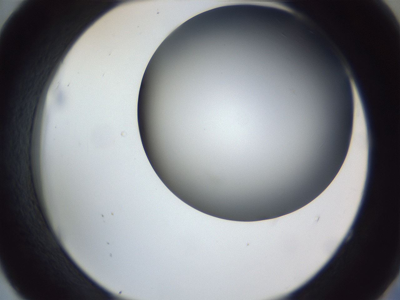 folderID161_plateID1161_batchID3209_wellNum52_profileID1_d2_r63302_ef.jpg