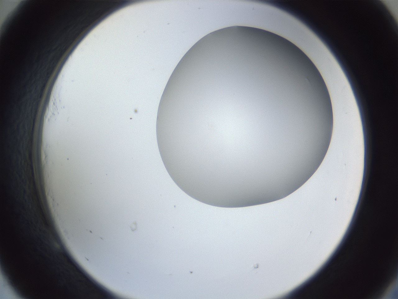 folderID161_plateID1161_batchID3209_wellNum53_profileID1_d2_r63304_ef.jpg
