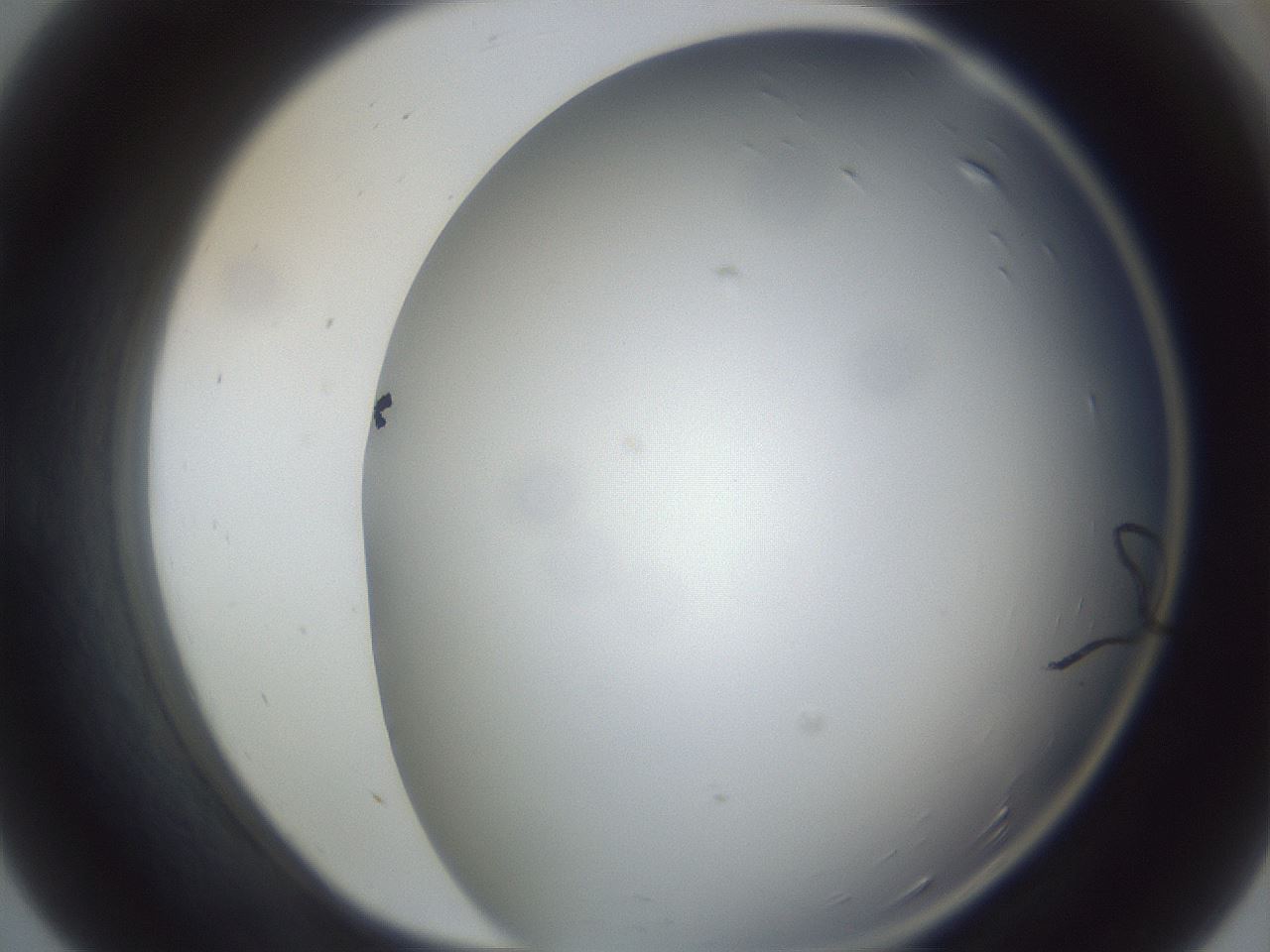 folderID161_plateID1161_batchID3209_wellNum55_profileID1_d1_r63307_ef.jpg