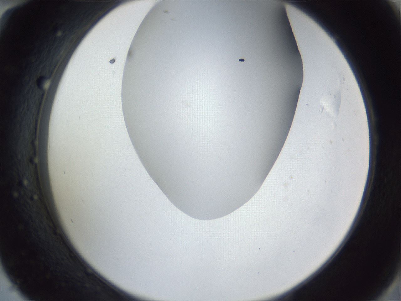 folderID161_plateID1161_batchID3209_wellNum58_profileID1_d2_r63314_ef.jpg