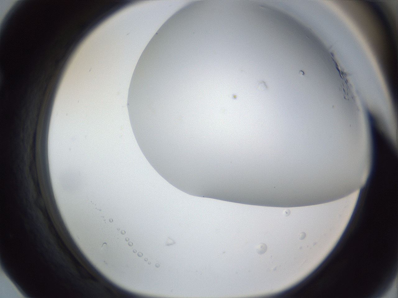 folderID161_plateID1161_batchID3209_wellNum68_profileID1_d1_r63333_ef.jpg