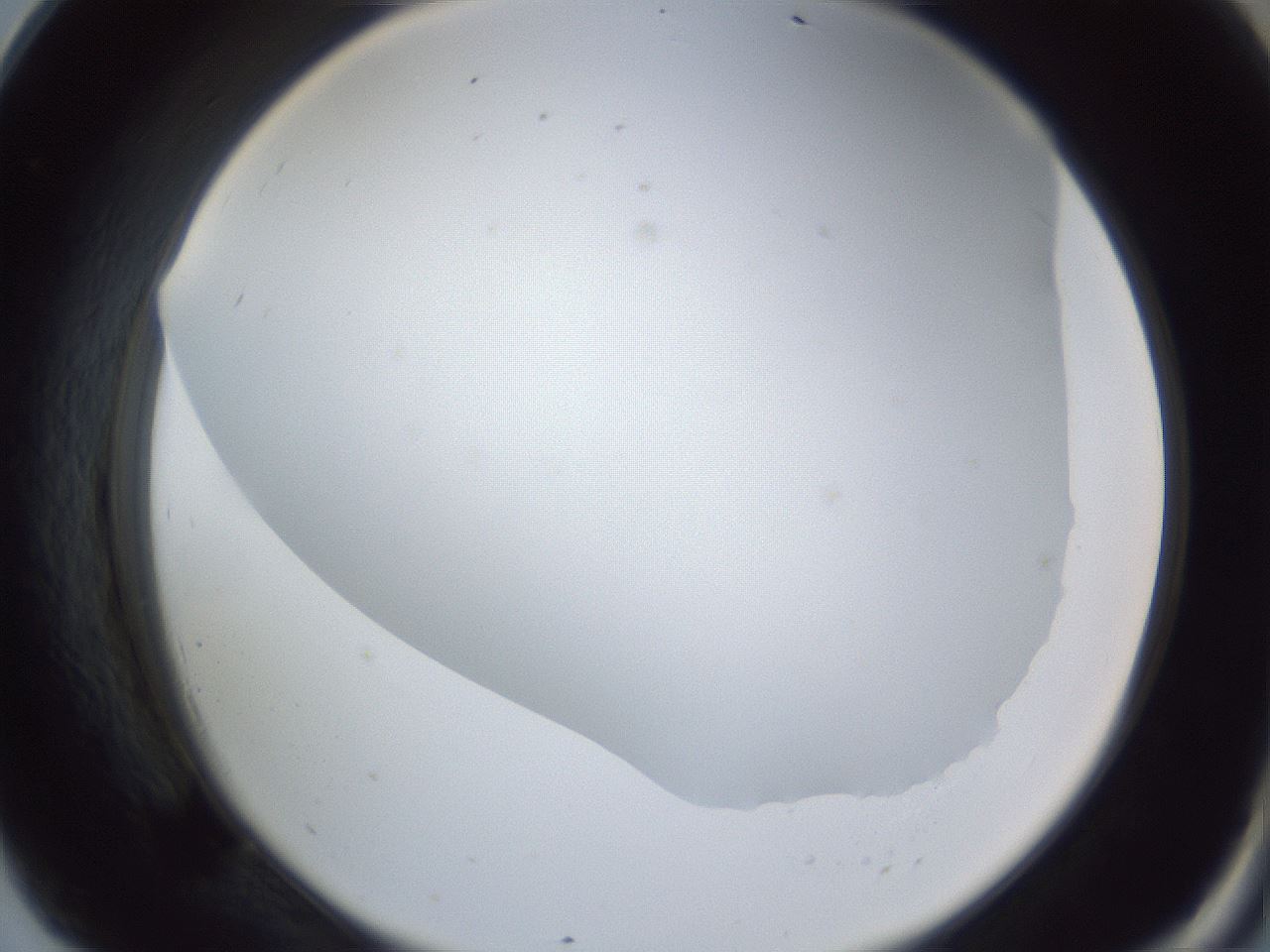 folderID161_plateID1161_batchID3209_wellNum69_profileID1_d2_r63336_ef.jpg